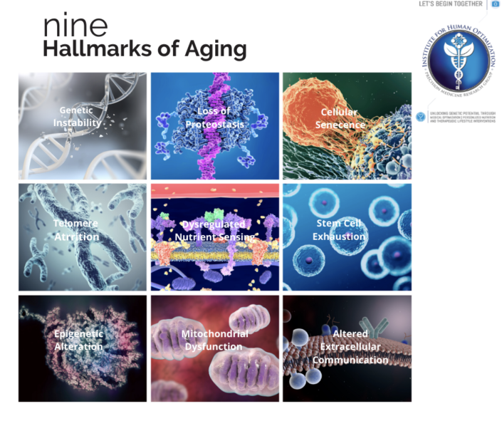 Why We Get Old The Nine Hallmarks Of Aging The Institute For Human