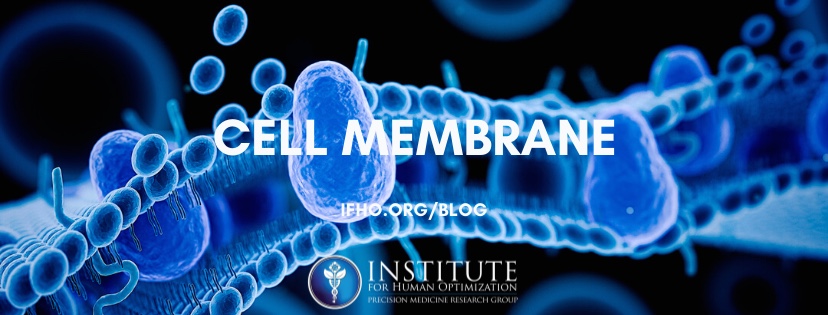 human cell membrane